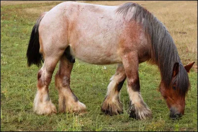 Quelle est la robe de ce poney ?