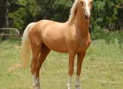 Quiz La selle - Galop 2,3