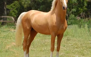 Quiz Galop 3