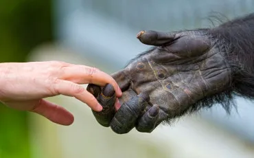 Quiz Animaux