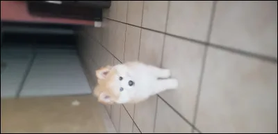 Quelle est la race de ce chien ?