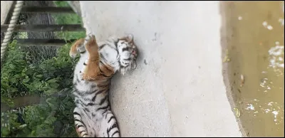 Quel est ce gros minou ?