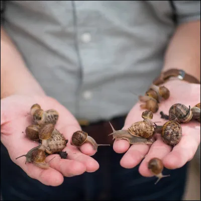Quel est cet animal ?