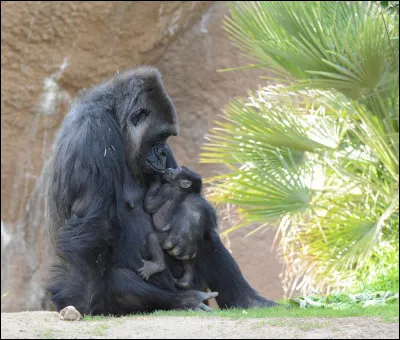 Quel est le nom de l'espèce de ce singe ?