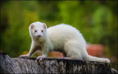 Quel est ce petit rongeur ?