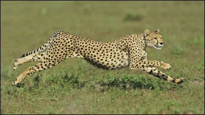 Quel est ce prédateur ?