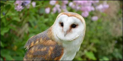 Quel est le nom de cette chouette ?