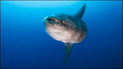 Quel est ce poisson ?