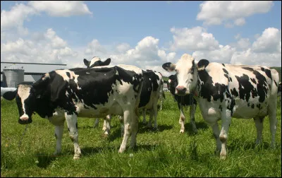 Quel est cet animal plus courant dans certaines régions ?