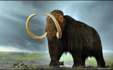 Quiz Animaux