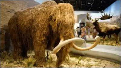 Où le mammouth laineux est-il apparu ?