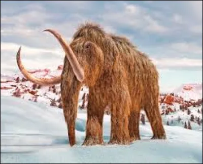 Où les derniers mammouths nains vivaient-ils ?