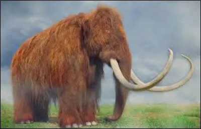 Quel poids les plus grands mammouths pouvaient-ils atteindre ?