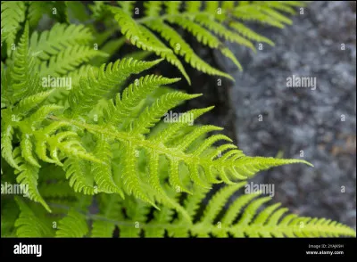 Qui est la compagne de Poil de Fougère ?