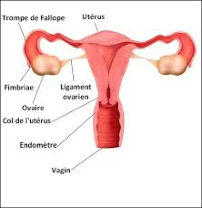 A la fin du XXe siècle, combien de femmes étaient diagnostiquées de ce cancer par an ?