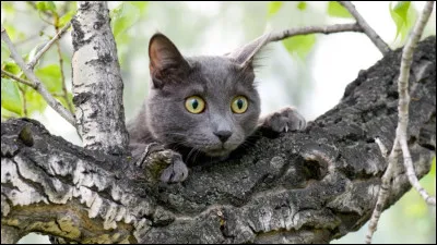 Il y a un chat coincé dans un arbre, que fais-tu ?