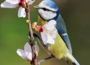 Quiz Les oiseaux franais