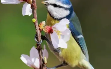Quiz Oiseaux