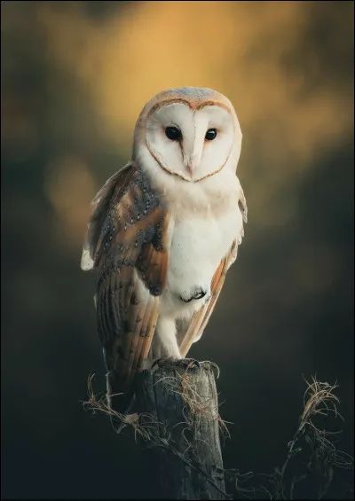 Quel est cet oiseau ?