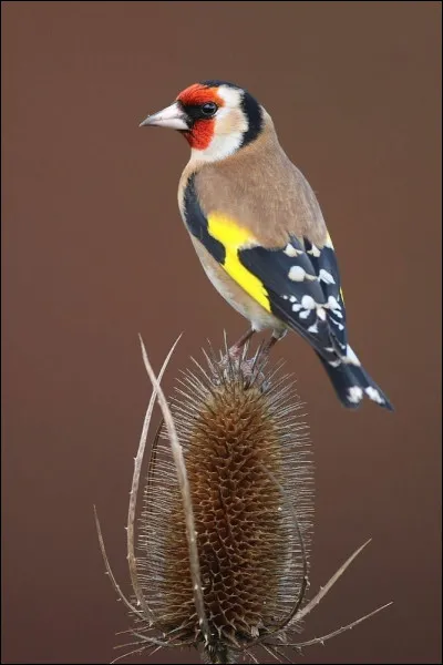 Quel est cet oiseau ?