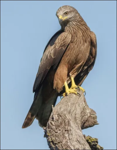 Quel est ce rapace ?