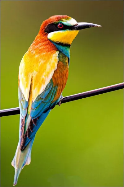 Comment s'appelle cet oiseau coloré ?