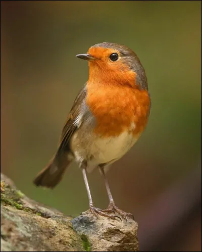 Voici une photo de :