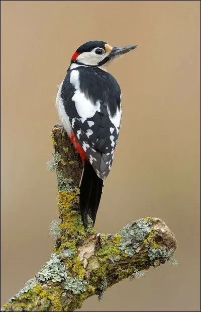 Quel est le nom de cet oiseau ?