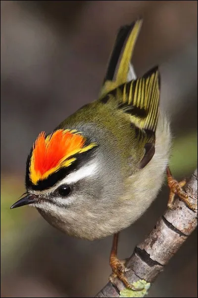 Quel est cet oiseau ?