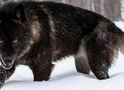 Test Es-tu un loup ou un humain ?