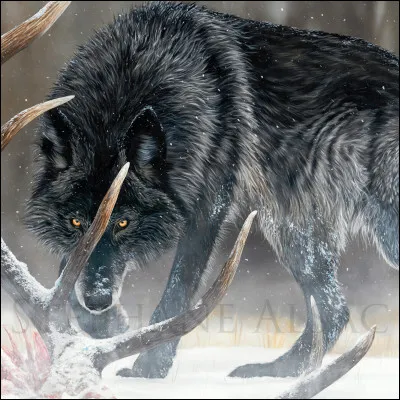 Aimes-tu les loups ?