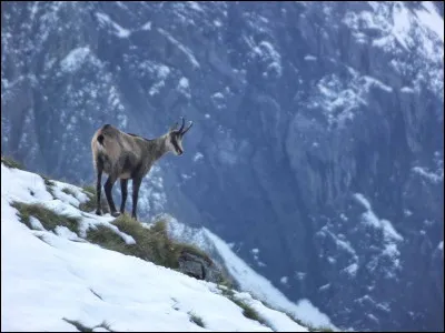 Quelle maison préfères-tu ?