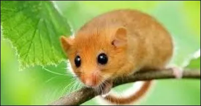 Animaux et langue française : Quel rongeur est aussi appelé rat d'or en raison de son pelage doré blond fauve ?