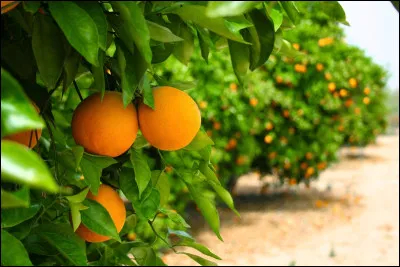 Quel État est surnommé l'État de la fleur d'oranger" ?
