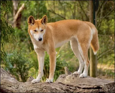 Quel est cet animal australien, proche du chien et du loup ?