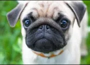 Quiz Connais-tu bien les chiens ?