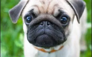 Quiz Animaux