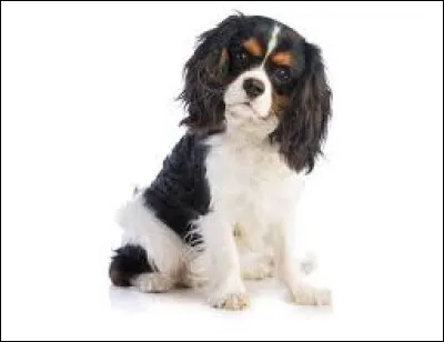 Quelle est cette race de chien ?