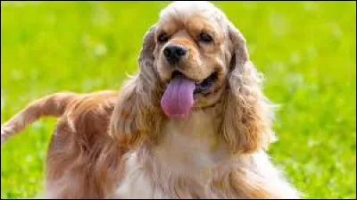 Quelle est cette race de chien ?