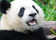 Quiz Connais-tu bien les animaux ?