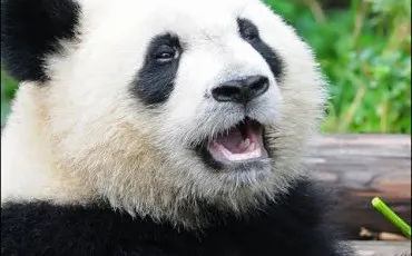 Quiz Animaux