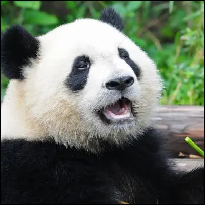 Quel est cet animal ?