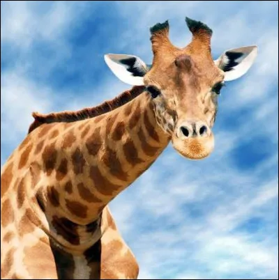 Quel est cet animal ?