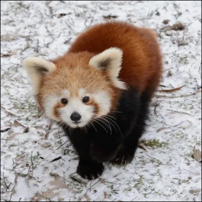 Quel est cet animal ?