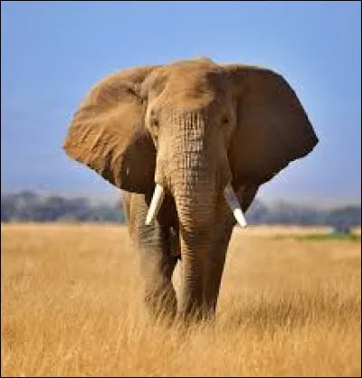 Quel est cet animal ?