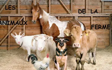 Quiz Ferme