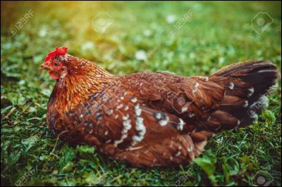 Quel est cet animal ?