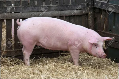 Quel est cet animal ?