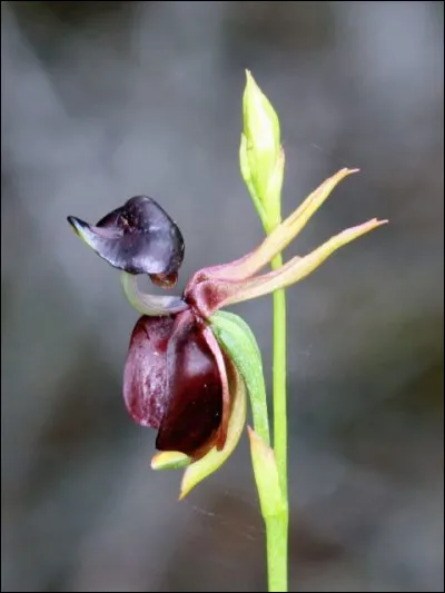 Regarde bien la fleur de cette plante, elle devrait te rappeler un souvenir !