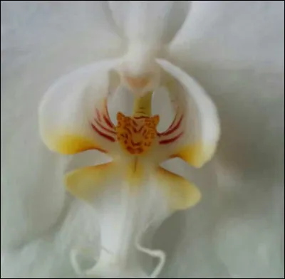 A quel animal te fait penser cette orchidée ?